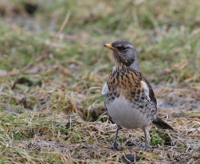 Kramsvogel - Fieldfare