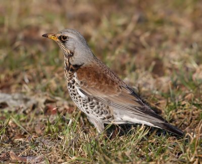 Kramsvogel - Fieldfare