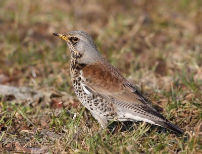 Kramsvogel - Fieldfare