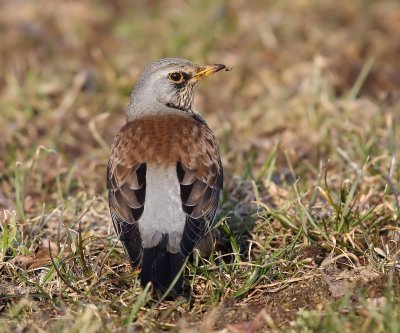 Kramsvogel - Fieldfare