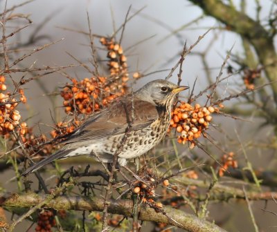 Kramsvogel - Fieldfare