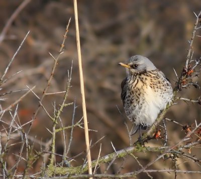 Kramsvogel - Fieldfare