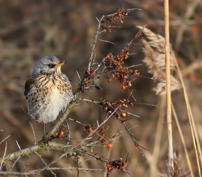 Kramsvogel - Fieldfare