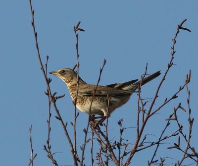 Kramsvogel - Fieldfare