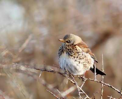 Kramsvogel - Fieldfare