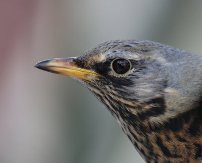Kramsvogel - Fieldfare