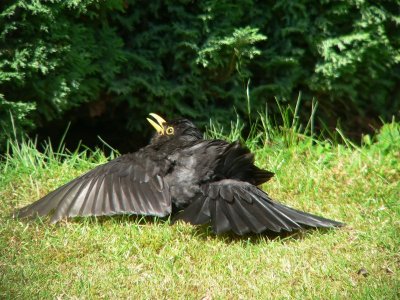Merel - Common Blackbird