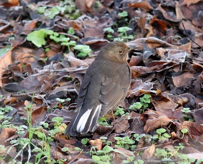Merel - Common Blackbird