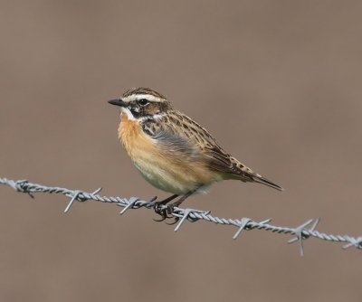 Paapje - Whinchat