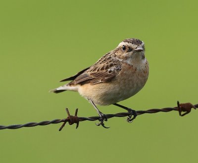Paapje - Whinchat