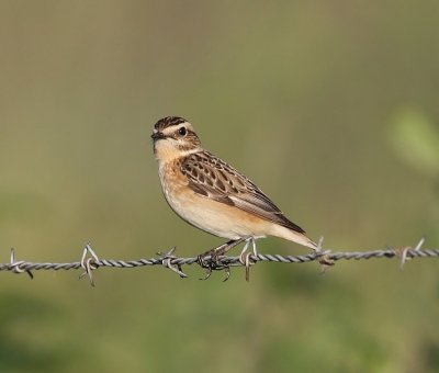 Paapje - Whinchat