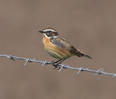 Paapje - Whinchat