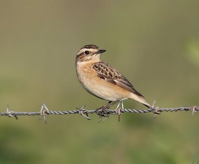Paapje - Whinchat