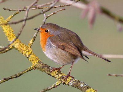 Roodborst - European Robin
