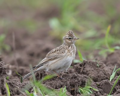 Veldleeuwerik - Eurasian Skylark