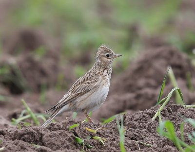 Veldleeuwerik - Eurasian Skylark