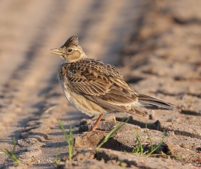 Veldleeuwerik - Eurasian Skylark