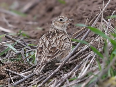 Veldleeuwerik - Eurasian Skylark