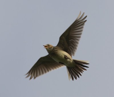 Veldleeuwerik - Eurasian Skylark