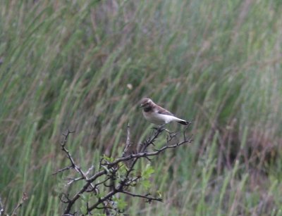 Bonte Tapuit - Pied Wheatear