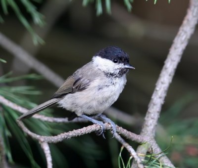 Glanskop - Marsh Tit