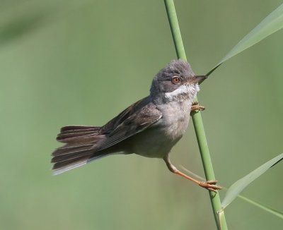 Grasmus - Common Whitethroat