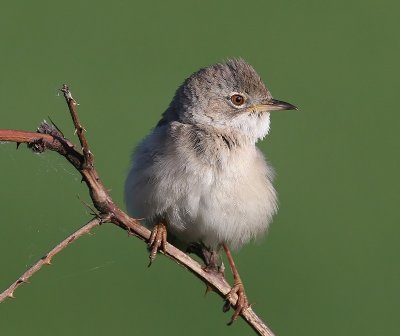 Grasmus - Common Whitethroat