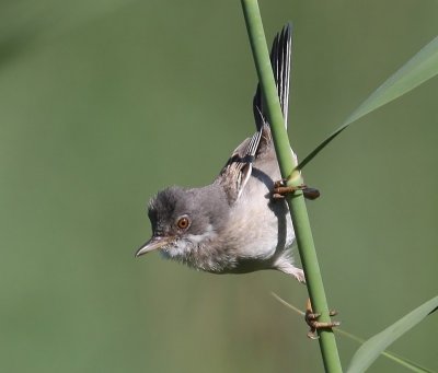 Grasmus - Common Whitethroat