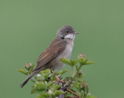 Grasmus - Common Whitethroat