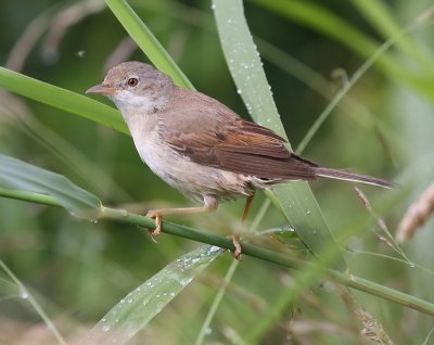 Grasmus - Common Whitethroat
