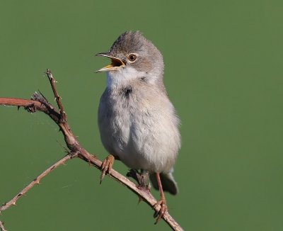 Grasmus - Common Whitethroat