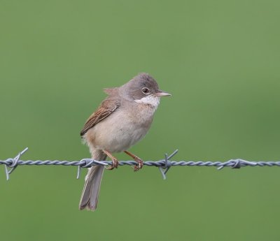 Grasmus - Common Whitethroat