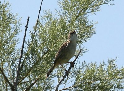 Graszanger - Zitting Cisticola