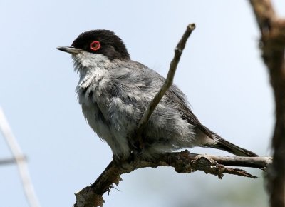 Kleine Zwartkop - Sardinean Warbler