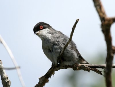 Kleine Zwartkop - Sardinean Warbler