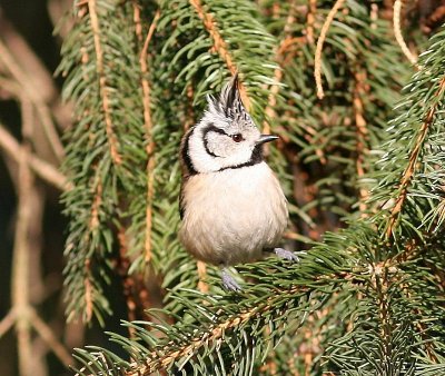 Kuifmees - Crested Tit