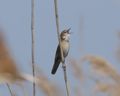 Snor - Savi's Warbler