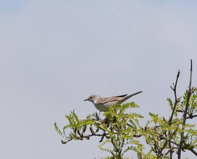 Sperwergrasmus - Barred Warbler