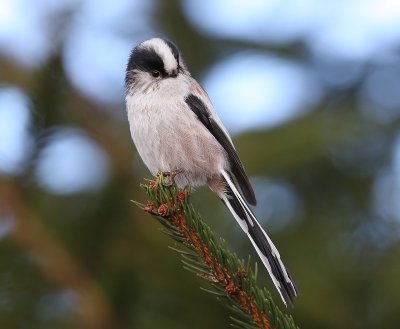 Staartmees - Long-tailed Tit