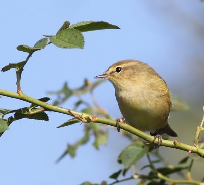 Tjiftjaf - Northern Chiffchaff