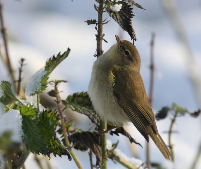 Tjiftjaf - Northern Chiffchaff