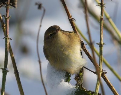 Tjiftjaf - Northern Chiffchaff