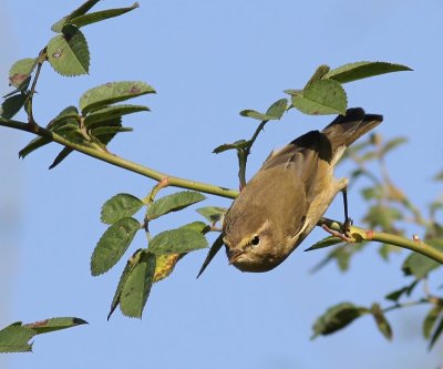 Tjiftjaf - Northern Chiffchaff