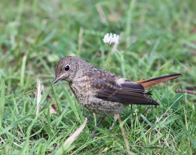 Zwarte Roodstaart - Black Redstart