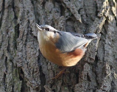 Boomklever - Eurasian Nuthatch