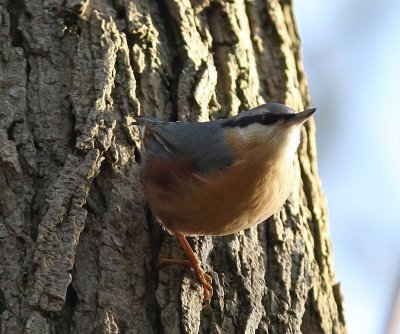 Boomklever - Eurasian Nuthatch