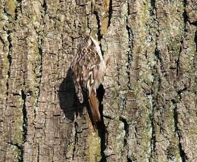 Boomkruiper - Short-toed Treecreeper