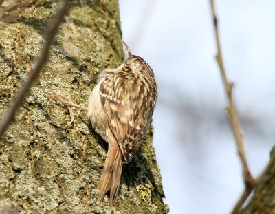 Boomkruiper - Short-toed Treecreeper
