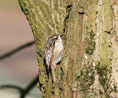 Boomkruiper - Short-toed Treecreeper