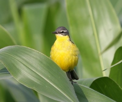 Gele Kwikstaart - Blue-headed Wagtail